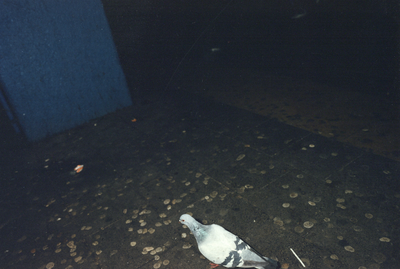 360065 Afbeelding van een duif op een vloer bezaaid met kauwgom in het kantoor- en winkelcentrum Hoog Catharijne te Utrecht.